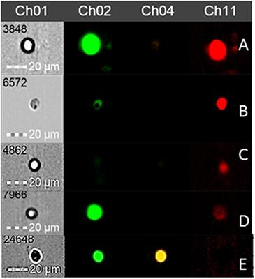 Rescue and Conservation of Male Adult Alpacas (Vicugna pacos) Based on Spermatogonial Stem Cell Biotechnology Using Atomized Black Maca as a Supplement of Cryopreservation Medium